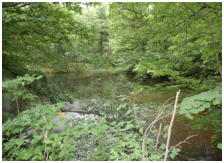 Der Waldsee wird umrundet