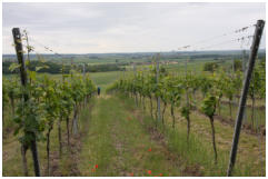 Hier wchst der Schlosswein Frankenberg