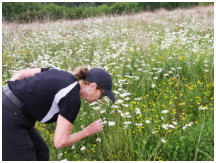 Die Gipfelhochflche ist mit einer Margeriten-Wiese bedeckt