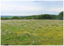 Blick von der Aussichtskanzel auf die Margeriten-Wiese